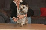 GRIFFES - CAIRN TERRIER 019